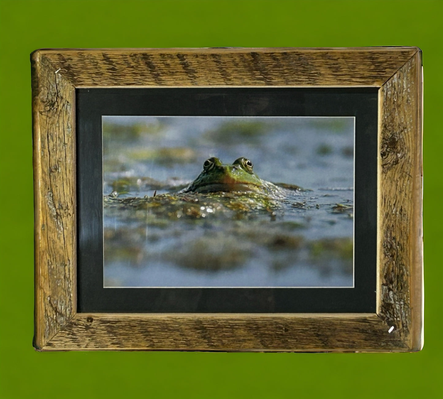 ‘Take a Breath.’ Frog in Water in Stunning Reclaimed Wood Frame.