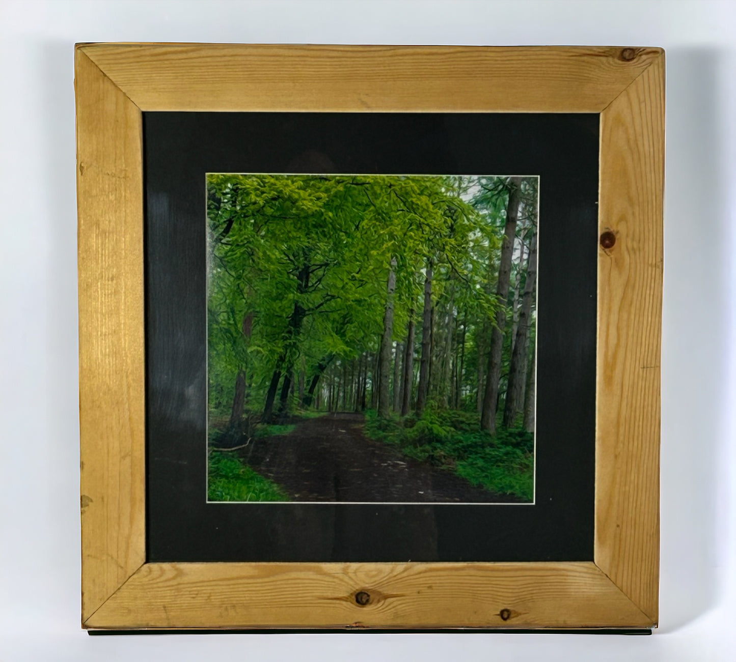 Woodland Growth. Photograph of Stunning Woodland in Reclaimed Wood Frame.