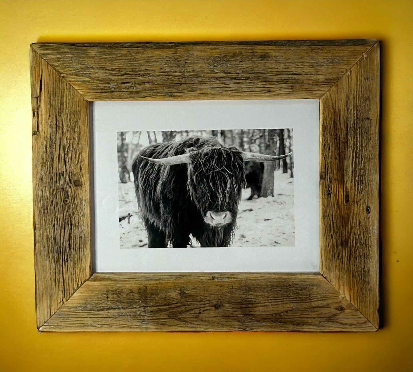 Head On Highland Cow in Black and White Framed With a Beautiful Rustic, Reclaimed Wood Frame.