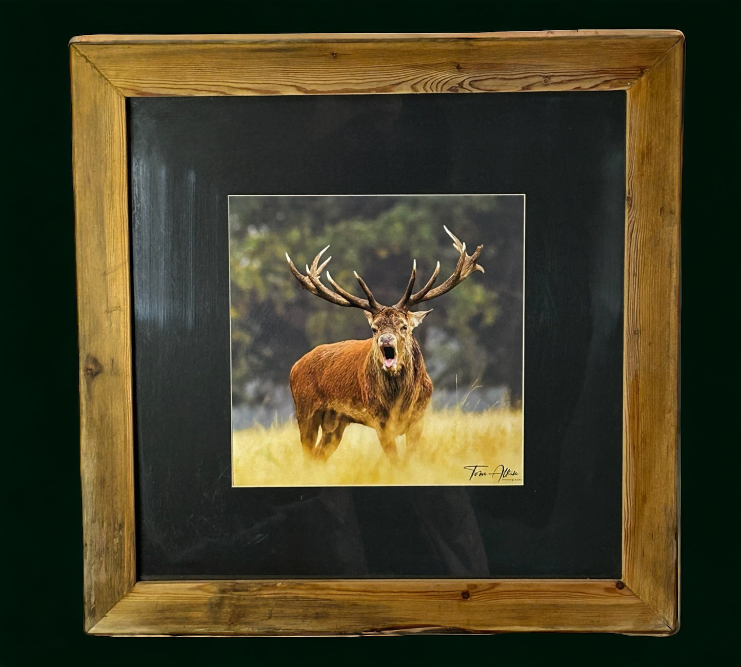 Stunning Stag in Reclaimed Waste Wood Frame.