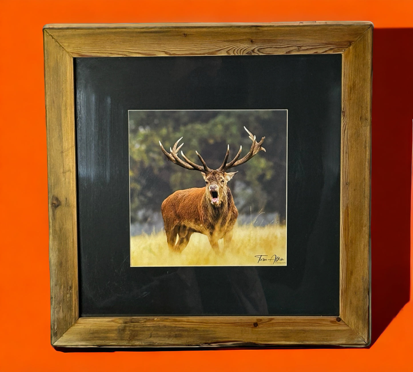 Stunning Stag in Reclaimed Waste Wood Frame.