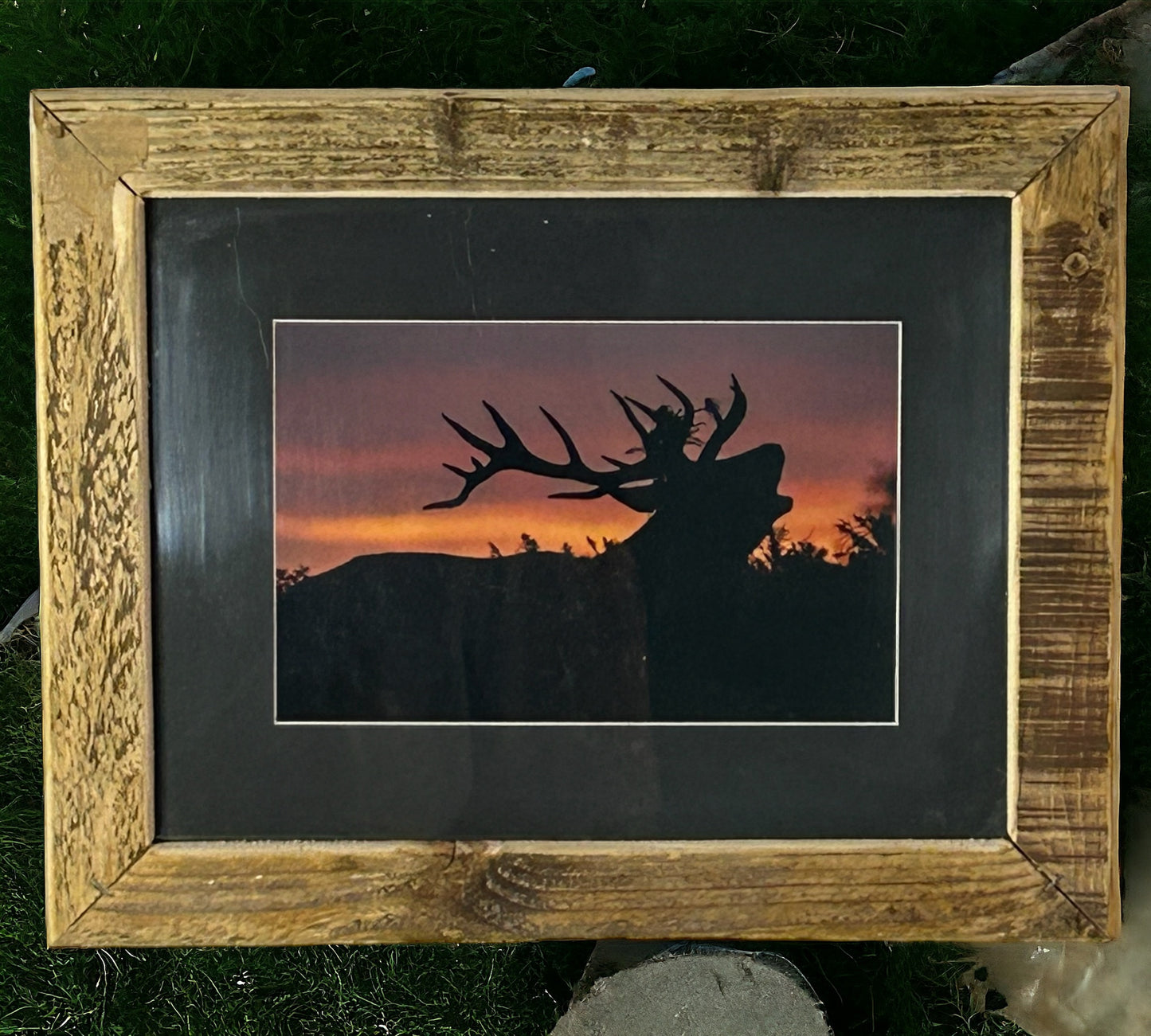 Stag Calling at Dusk in Reclaimed Wood Frame.