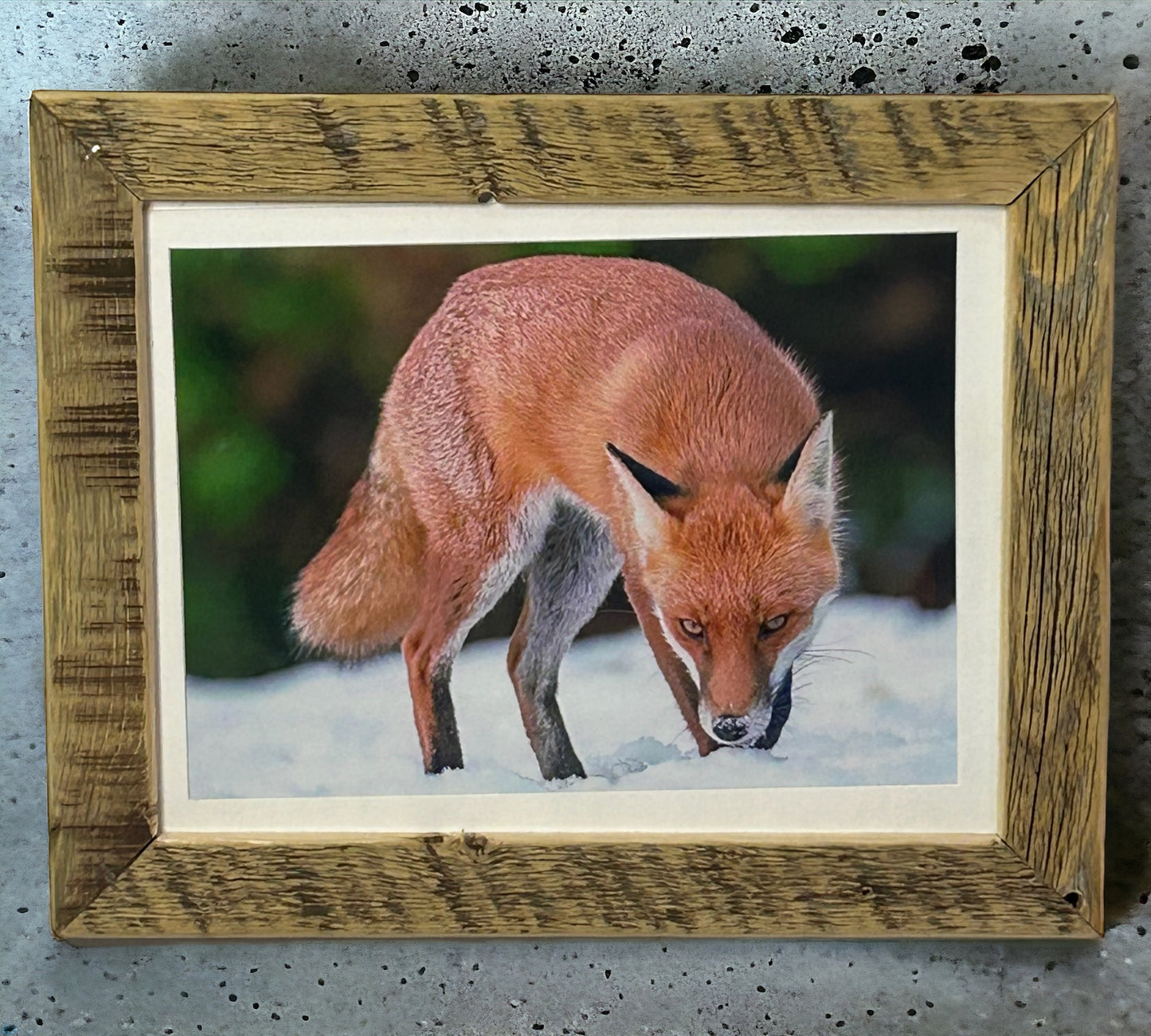 ‘Cunning Fox’ Framed in Unique Reclaimed Wood.
