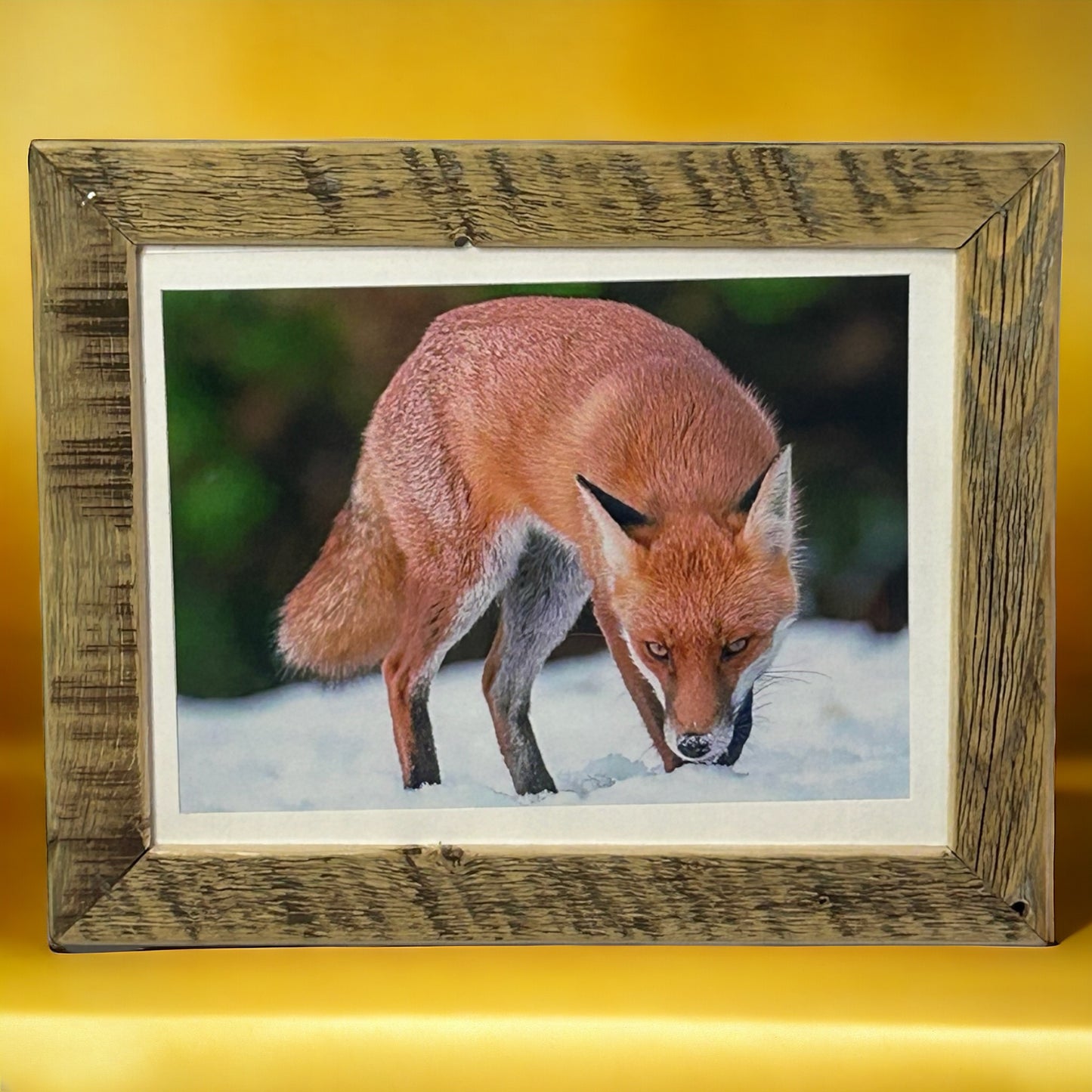 ‘Cunning Fox’ Framed in Unique Reclaimed Wood.