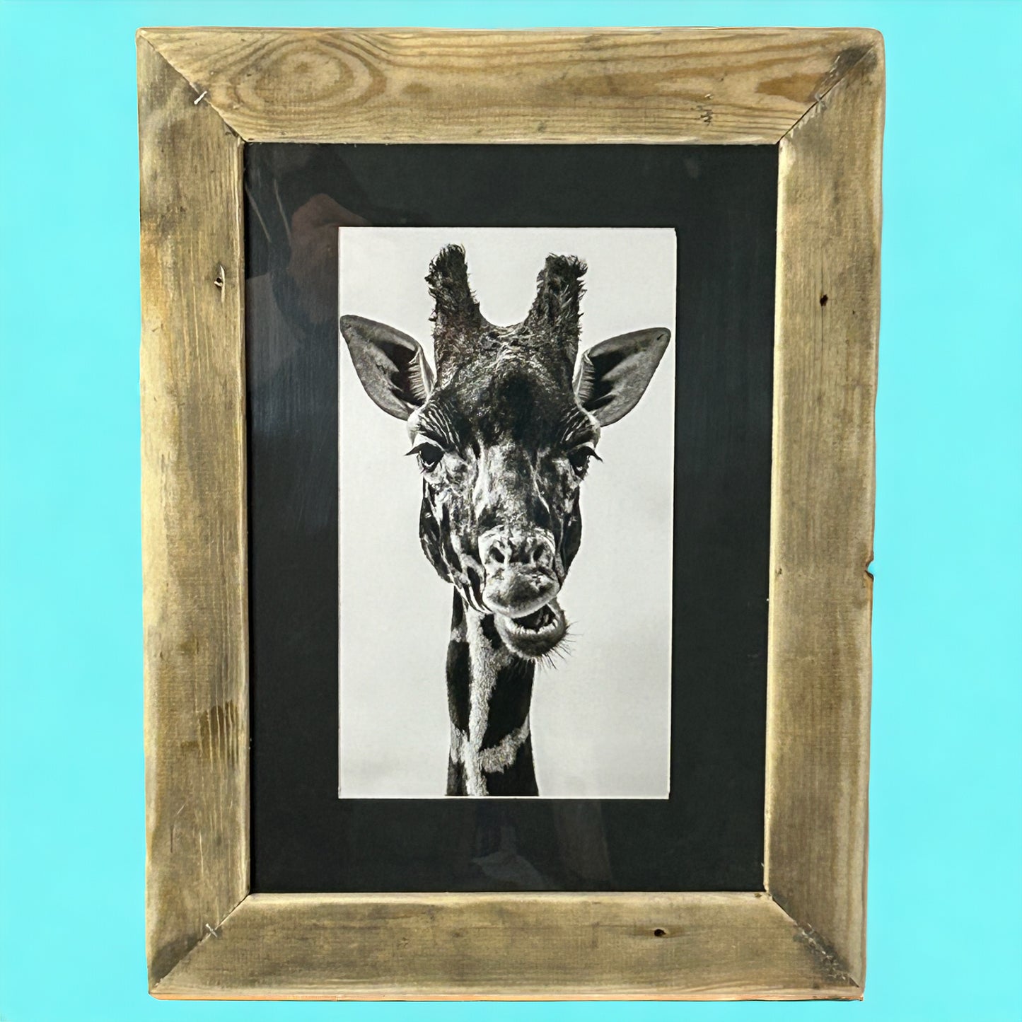 B&W Giraffe Image Framed in Reclaimed Wood.