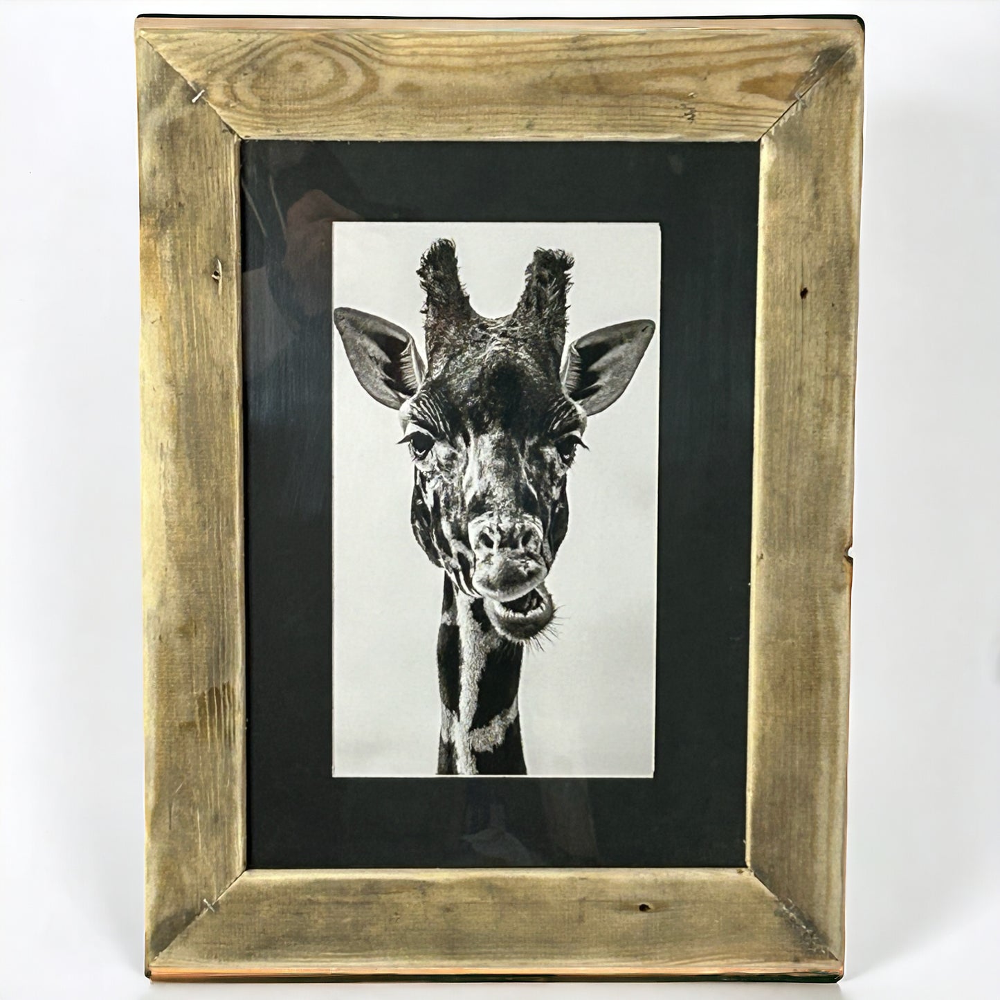 B&W Giraffe Image Framed in Reclaimed Wood.