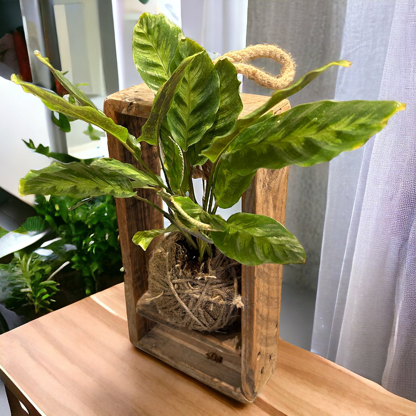 Reclaimed Wood ‘Wilsden’ Kokedama Holder. ( Plant not included)