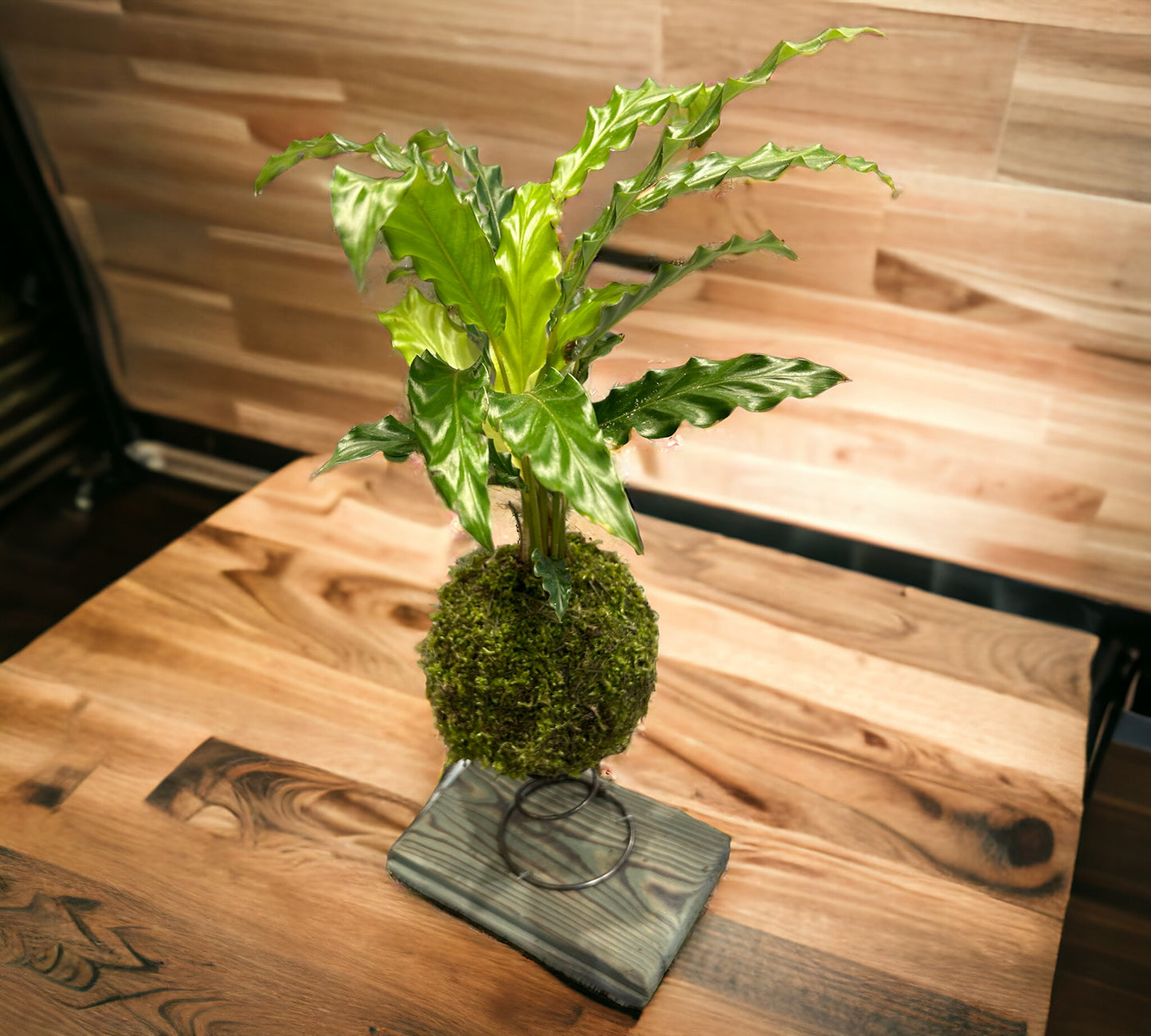 Simple Spring Kokedama Holder. ( Plant not included)