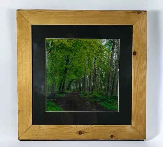 Woodland Growth. Photograph of Stunning Woodland in Reclaimed Wood Frame. 