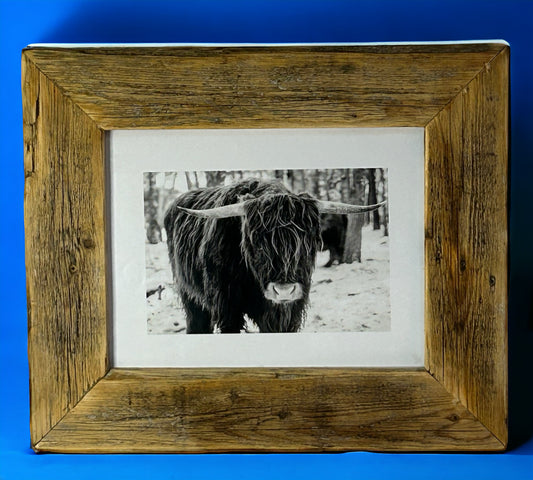 Head On Highland Cow in Black and White Framed With a Beautiful Rustic, Reclaimed Wood Frame. 