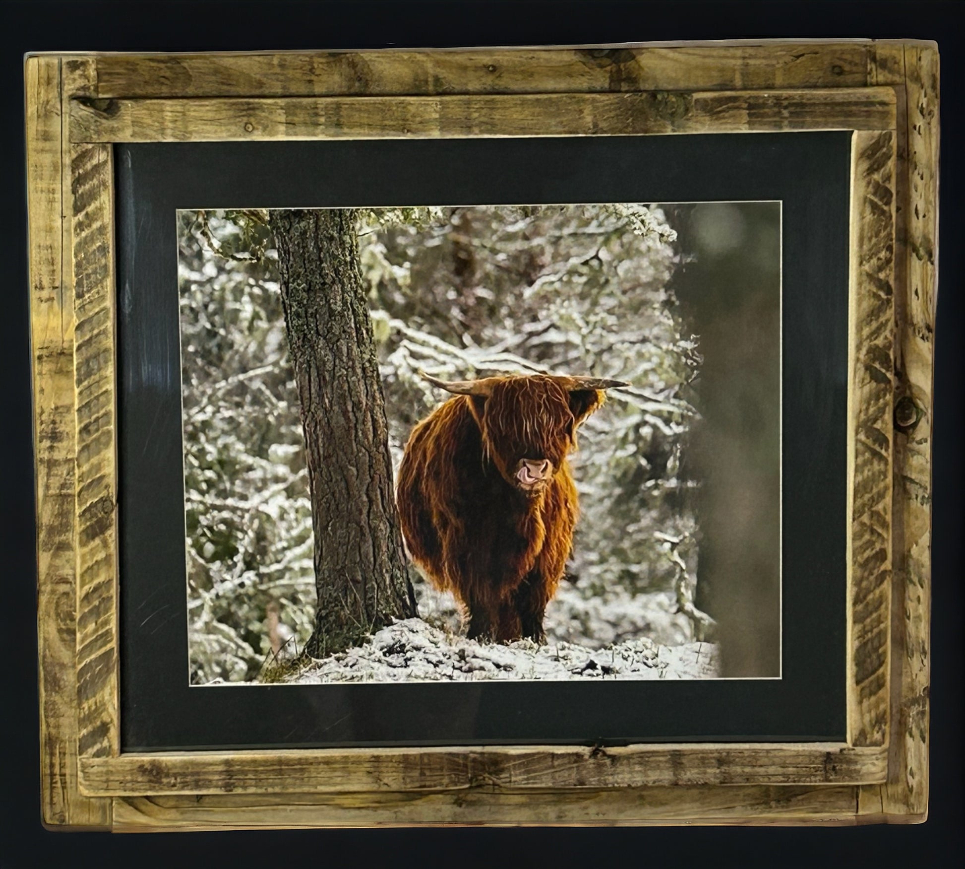 Stunning Highland Cow Image Framed in Weathered Reclaimed Wood Frame. 