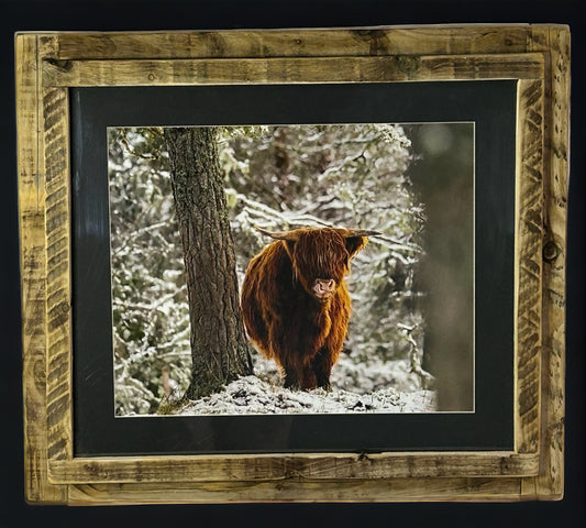 Stunning Highland Cow Image Framed in Weathered Reclaimed Wood Frame. 