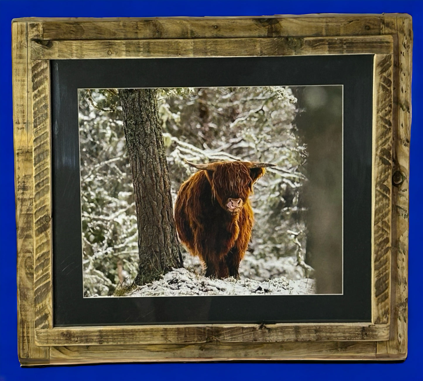 Stunning Highland Cow Image Framed in Weathered Reclaimed Wood Frame.