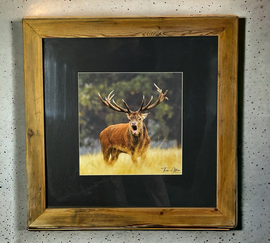 Stunning Stag in Reclaimed Waste Wood Frame. 