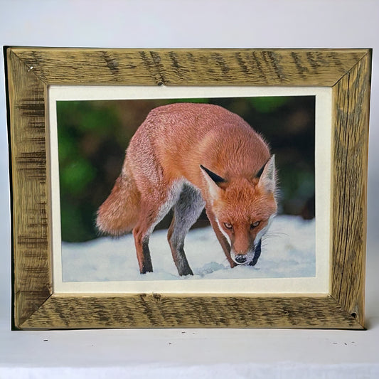 ‘Cunning Fox’ Framed in Unique Reclaimed Wood. 