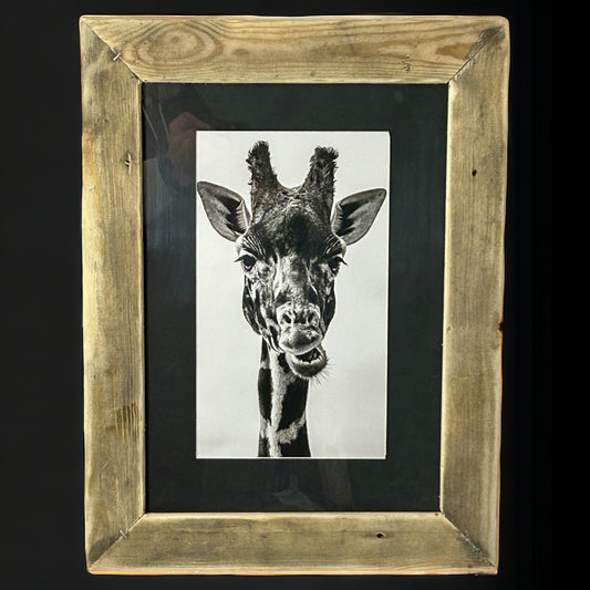 B&W Giraffe Image Framed in Reclaimed Wood. 